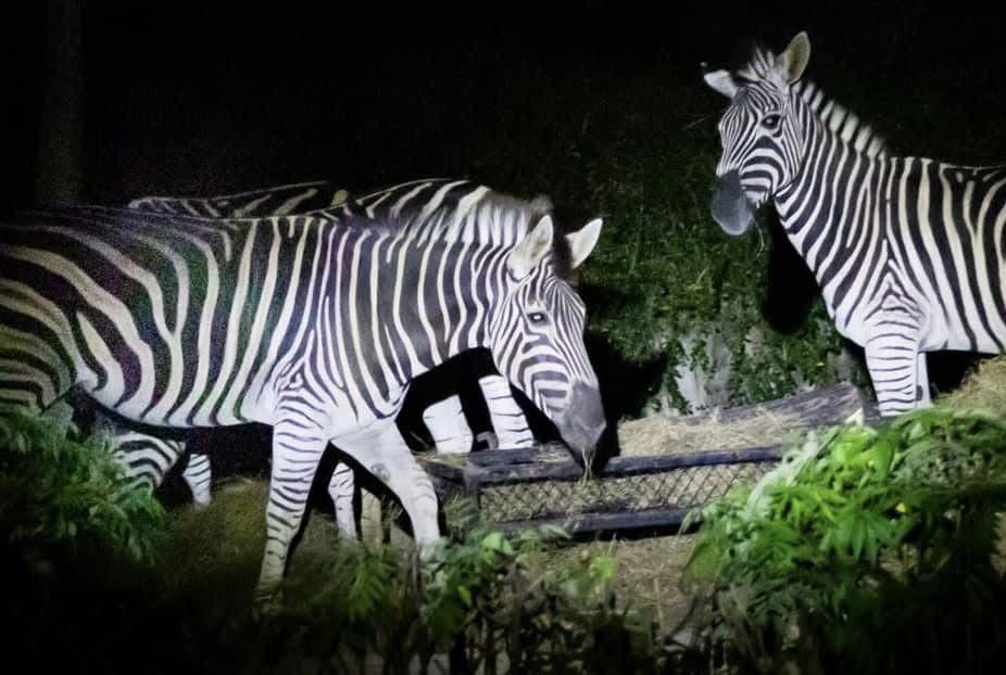 Zoo-Nacht zwischen Zelten und Sternen