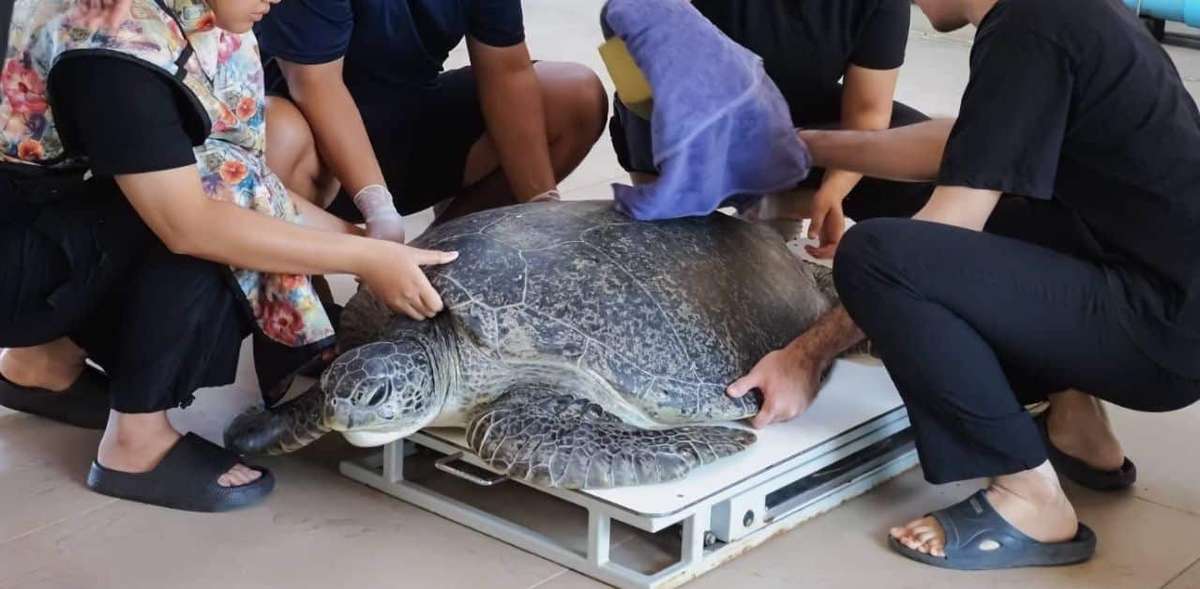 Schildkröte frisst Touri-Armband – Ausländer flüchtig