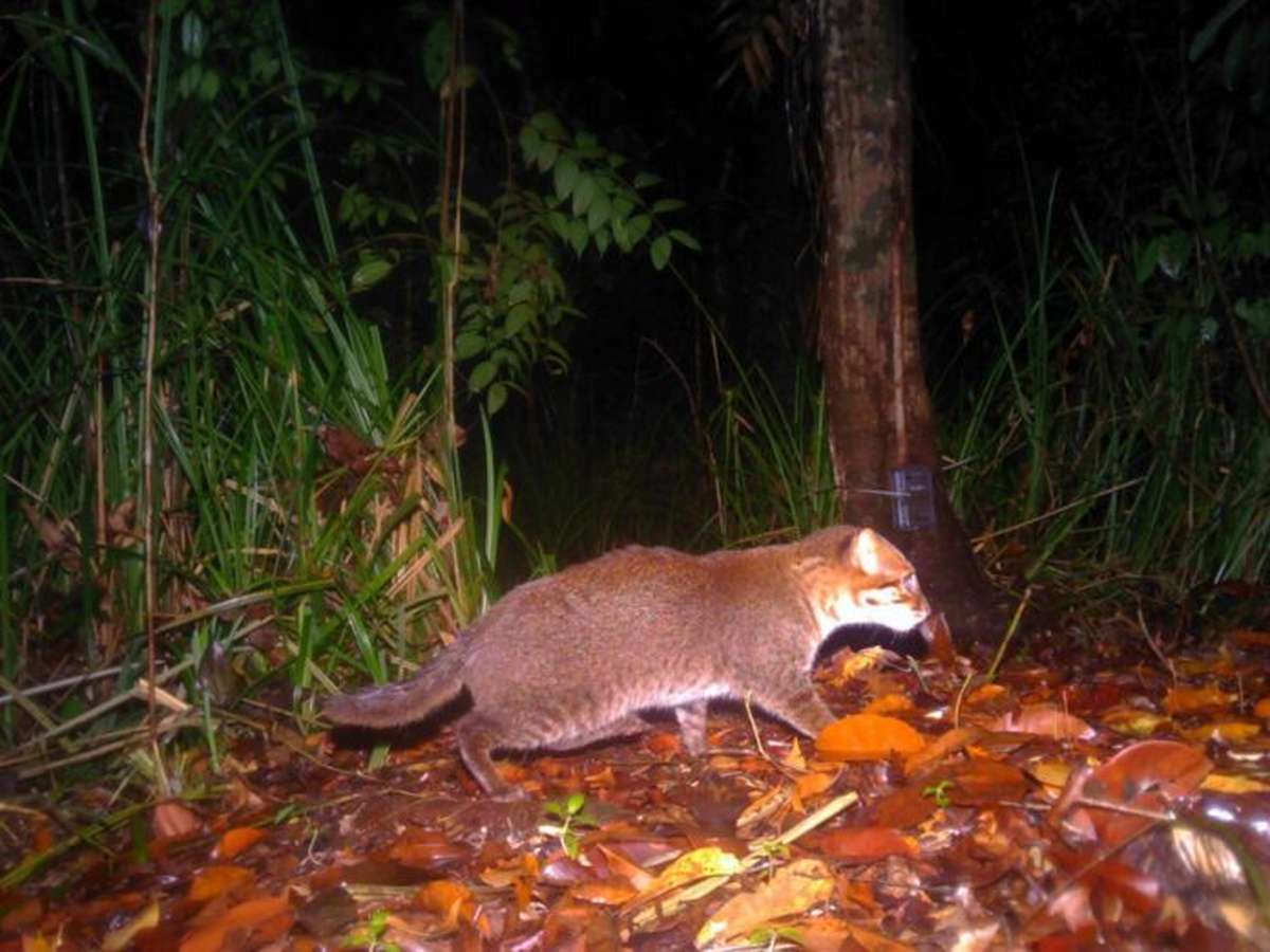 Seltene Raubkatze kehrt zurück