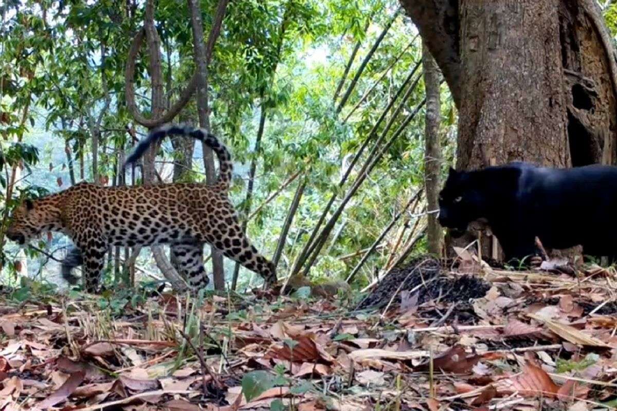 Seltenes Duo im Dschungel entdeckt (Video)