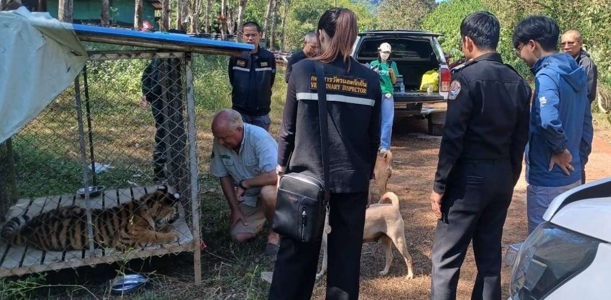Tiger-Transfer: Ausländer weist Schuld ab