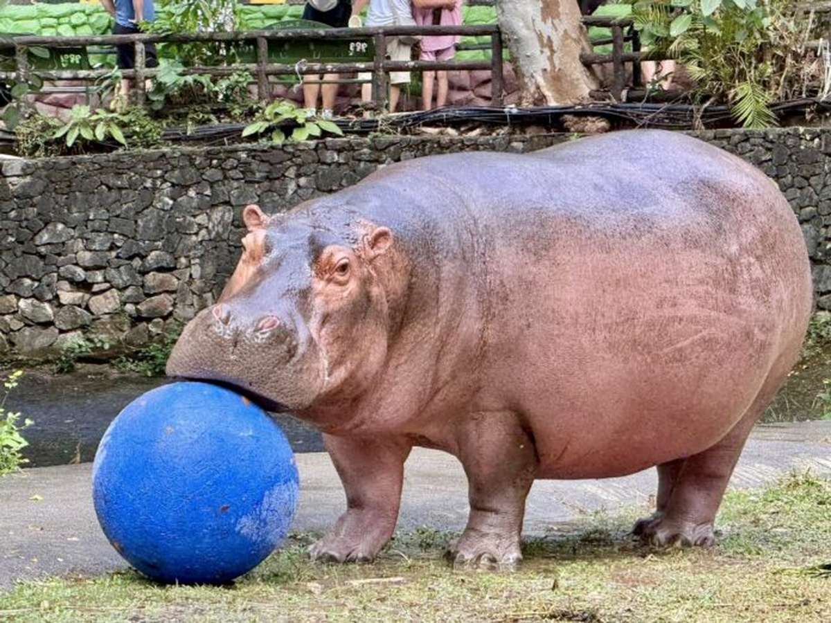 Hippo-Star begeistert Besucher