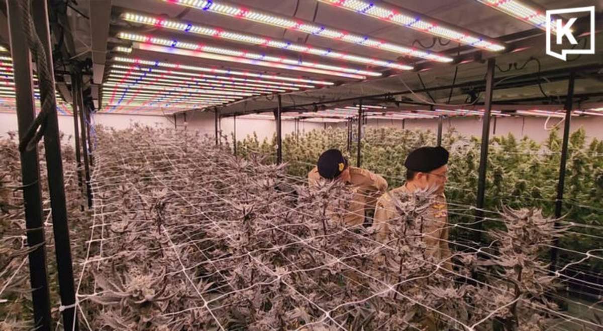 Krabi: Ausländer-Cannabisfarm hochgenommen