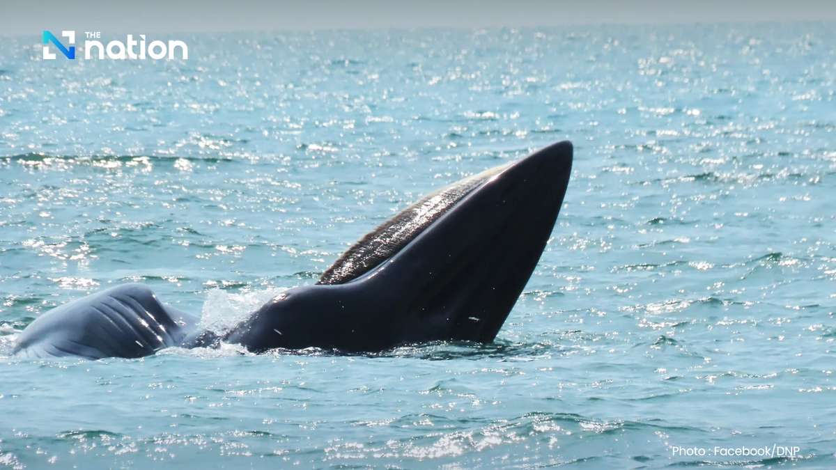 Sanfte Riesen vor Thailand – Natur zeigt Stärke