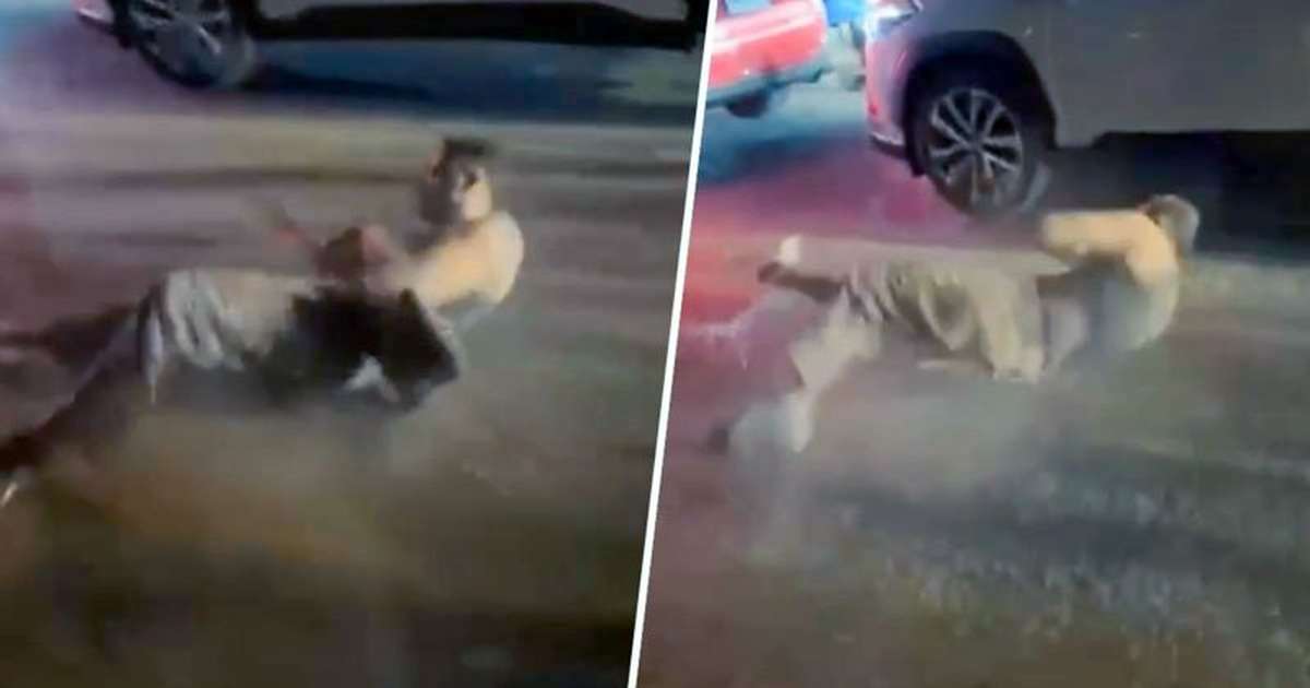 Schock-Video: Ausländischer Mann rollt über Straße