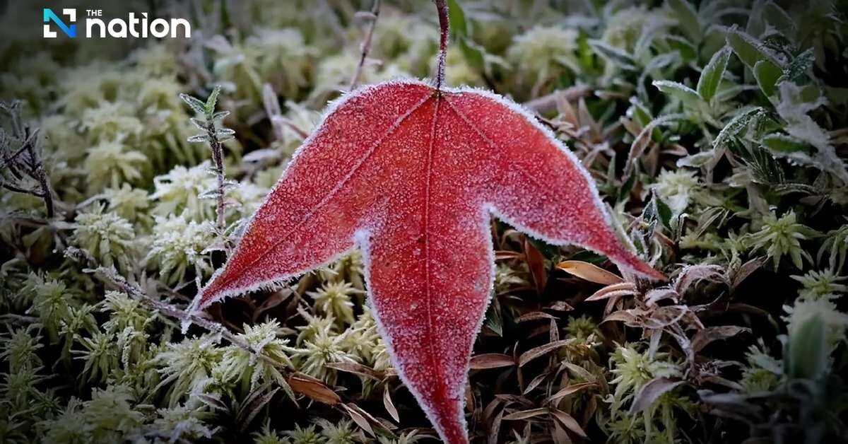 Thailand bibbert: 3 Grad und Frost