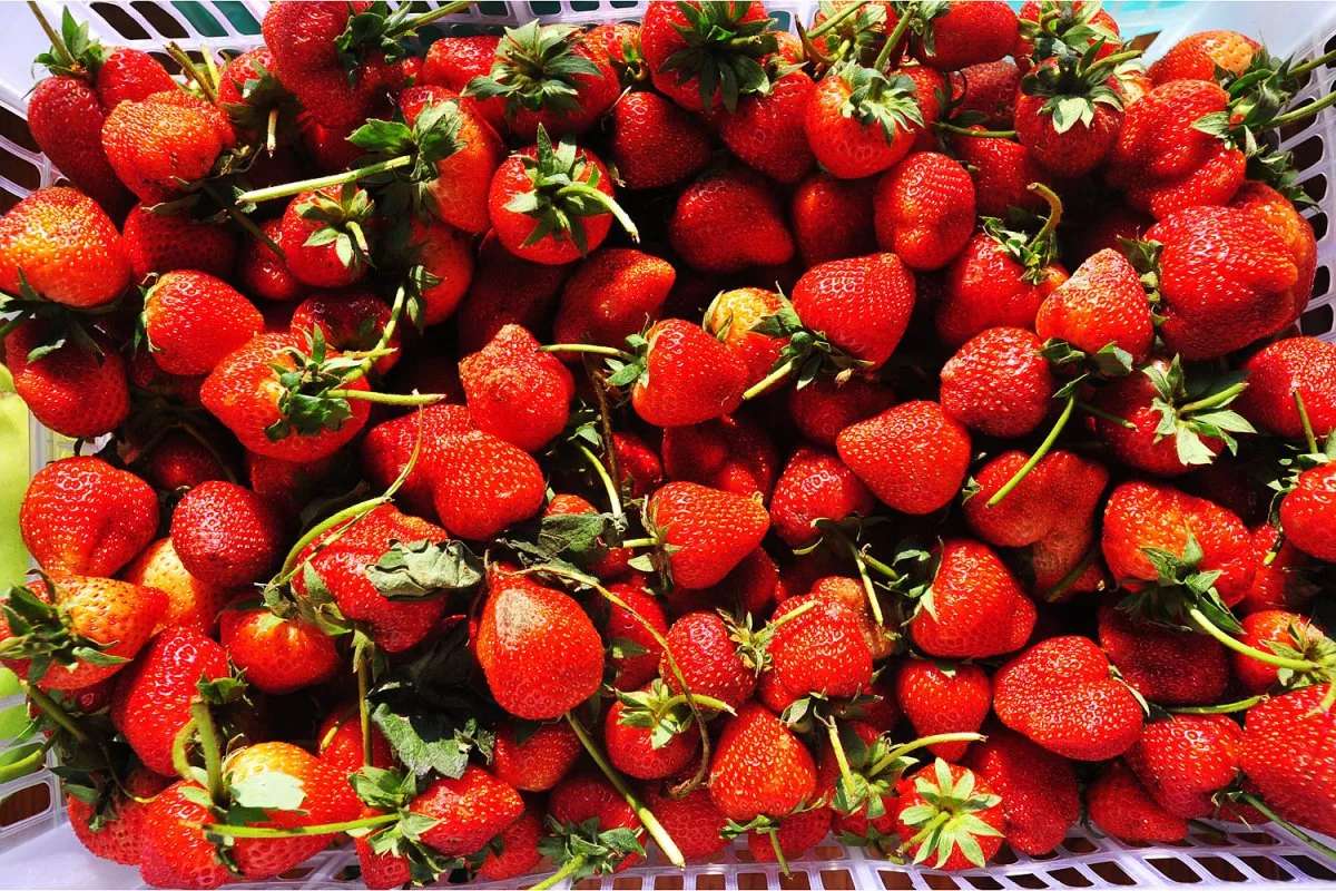 Thailand: Erdbeerfarm-Betrug um 20 Mio. Baht