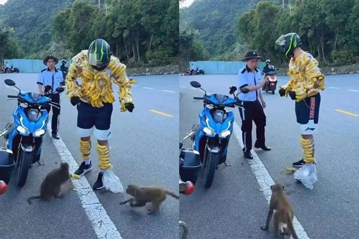 Tourist beklebt sich mit Bananen – Affen stürmen