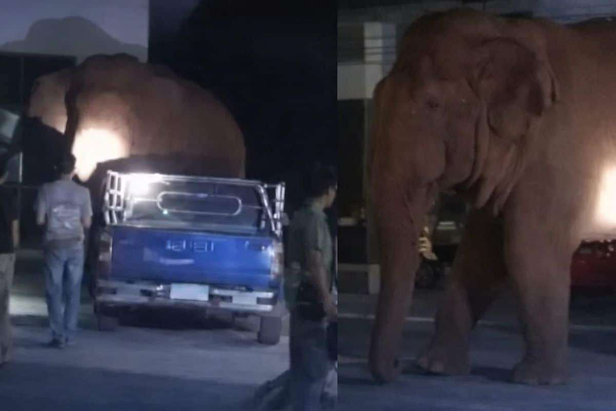 Wilder Elefant platzt in Beerdigung – Panik im Tempel