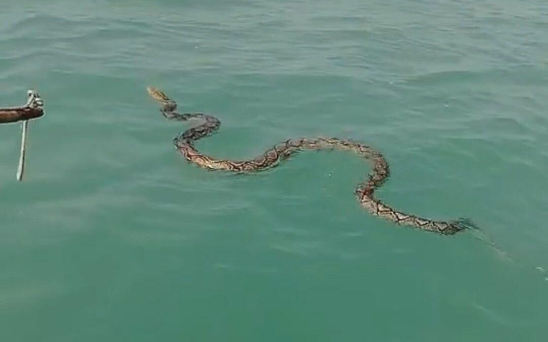 Bootscrew rettet riesige Python aus dem Meer