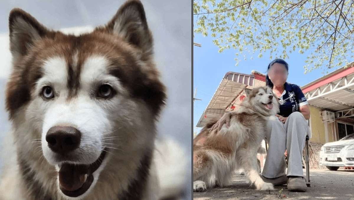 Grausame Tat gegen Familienhund