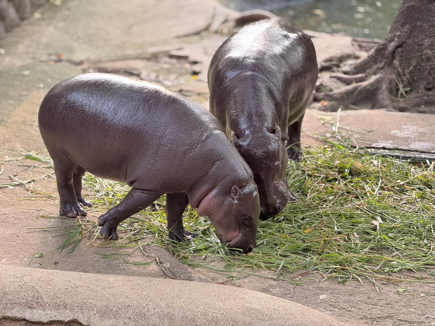 Zoo plant neues Hippo-Areal