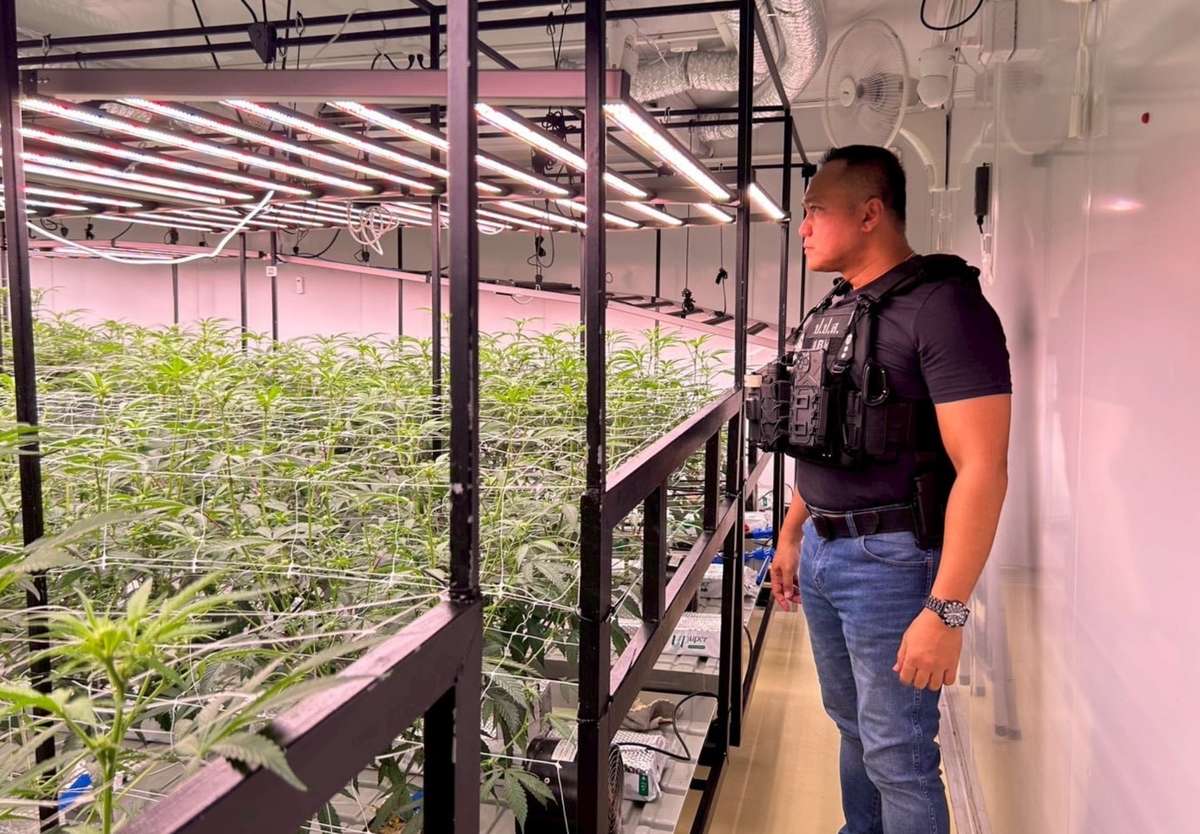 Krabi-Razzia: Illegale Cannabis-Farm eines Israelis aufgeflogen (Video)