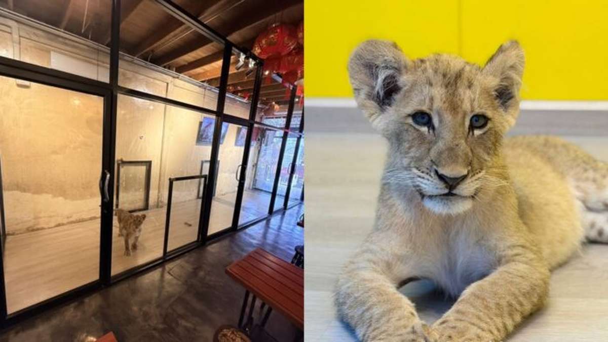 Löwen-Café in Phuket ist legal und tierschutzkonform