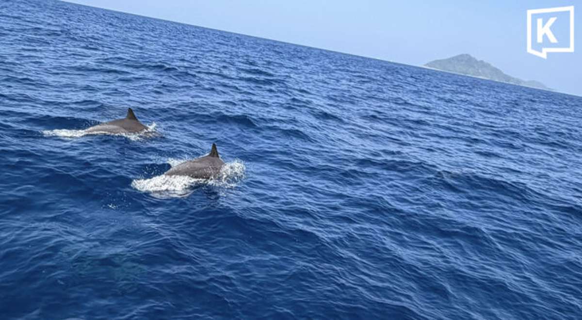 Similan-Inseln: Riesige Delfin-Gruppe gesichtet