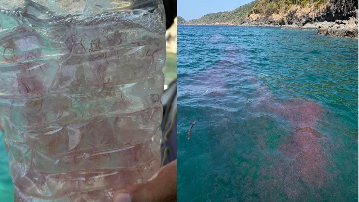 Warnung: Giftige Feuerquallen vor Phuket