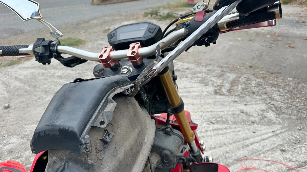 Plötzlich am Arm: Motorradfahrerin entdeckt Kobra!