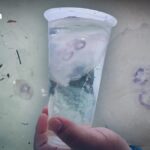 Alarm auf Phuket: Quallen an Strand gespült!