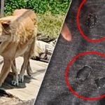 Bangkok: Hund beißt Kind ins Genital Bangkok: Hund beißt Kind ins Genital