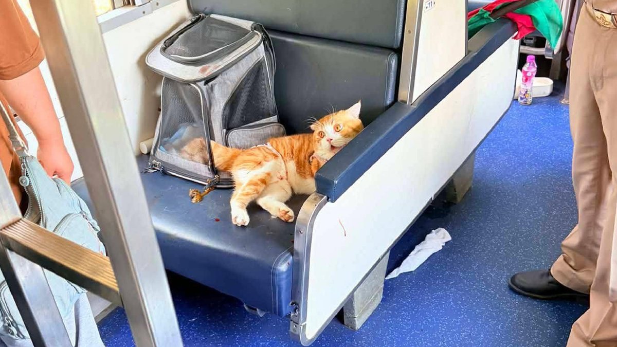 Katzen-Chaos im Thai-Zug: Sieben Stunden Verspätung