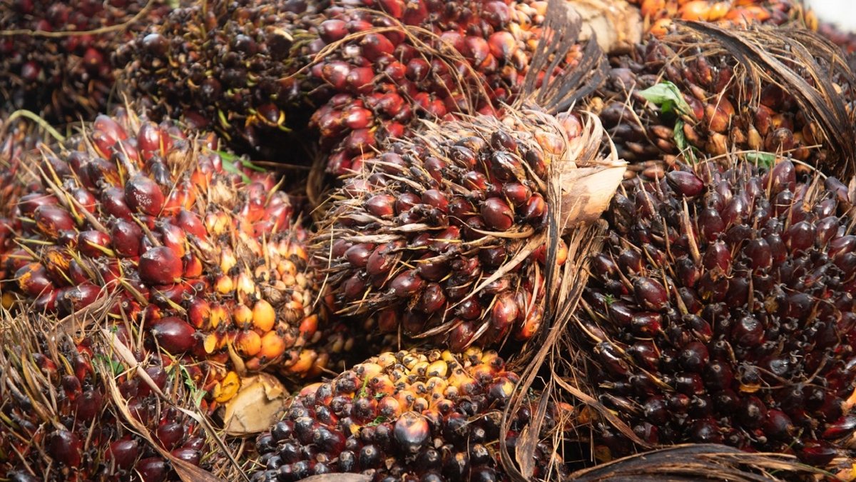 Palmöl-Krise in Thailand: Bauern fordern Hilfe bei Sturzflug-Preisen