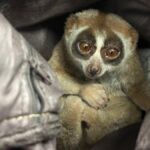 Phuket: Festnahme – Mann mit geschütztem Loris griff Polizei an