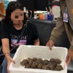 Schock in Bangkok: Taiwanesin mit 30 Schildkröten am Körper erwischt Schock in Bangkok: Taiwanesin mit 30 Schildkröten am Körper erwischt