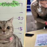 Bangkok: Polizei nimmt freche Katze fest - Sie biss ihre Retter