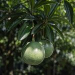Der Suizidbaum wächst vor eurer Tür – und sechs weitere Der Suizidbaum wächst vor eurer Tür – und sechs weitere