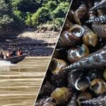 Gift-Alarm: Keine Muscheln essen Gift-Alarm: Keine Muscheln essen