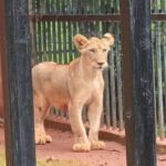 Krabi: Illegale Geschäfte in Zoo durch Israeli aufgedeckt Krabi: Illegale Geschäfte in Zoo durch Israeli aufgedeckt
