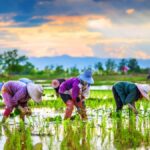 Teufelskreis Schuldenfalle: Thailands Bauern vor dem Ruin