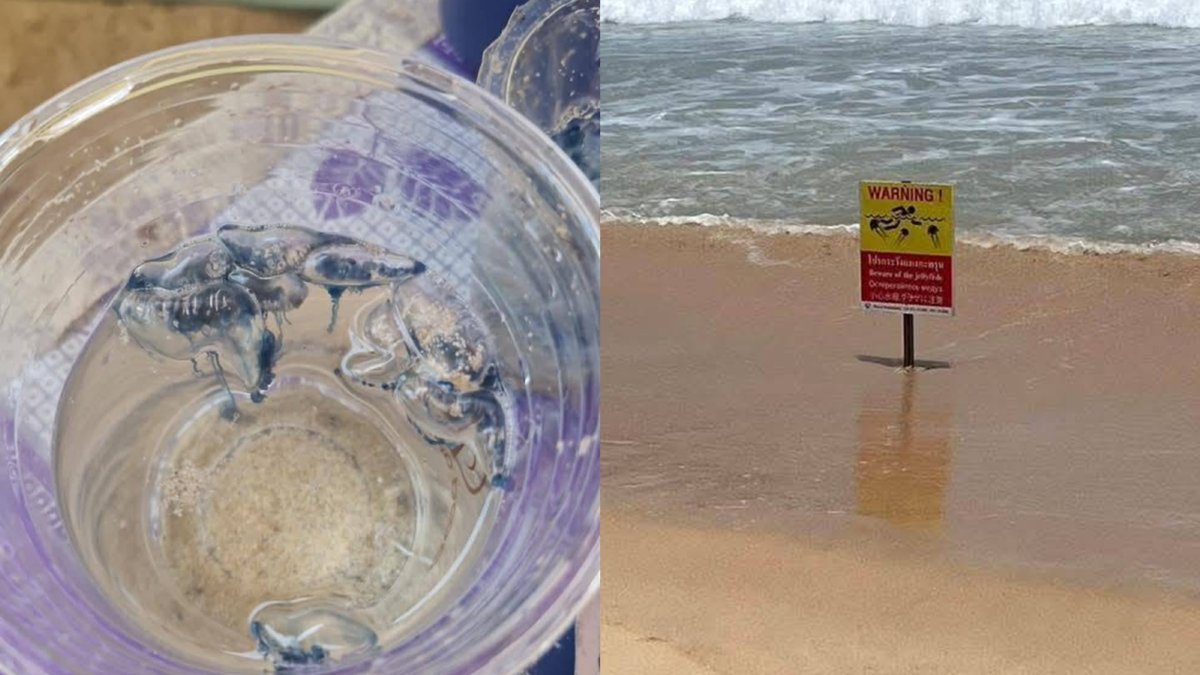 Warnung in Phuket: Hochgiftige Quallen an Stränden
