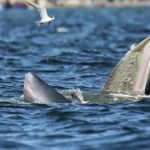 Bang Saen: Riesige Wale tummeln sich vor Chonburi – Spektakel im Wasser Bang Saen: Riesige Wale tummeln sich vor Chonburi – Spektakel im Wasser