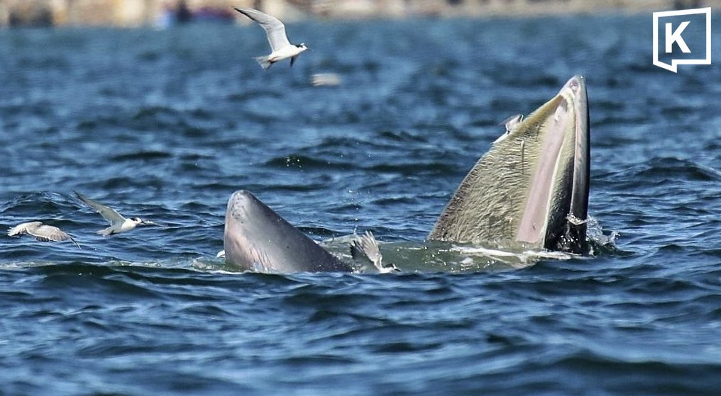 Bang Saen: Riesige Wale tummeln sich vor Chonburi – Spektakel im Wasser