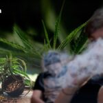 Cannabis-Wende in Thailand: Droht die Rückkehr auf die Drogenliste?