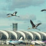 Gefahr am Himmel: Vögel verursachen Millionenschäden an Thailands Jets