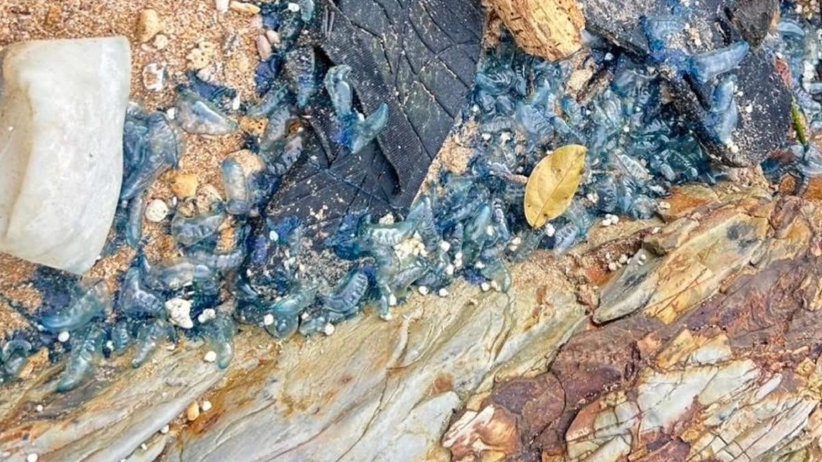 Gefahr am Strand: Tödliche Portugiesische Galeeren auf Koh Lanta entdeckt