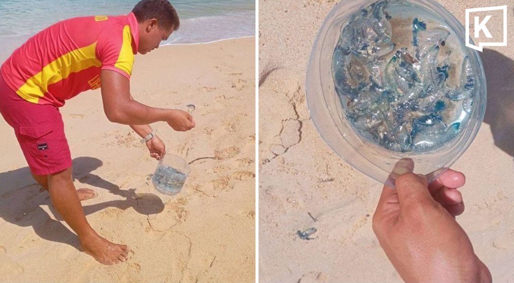 Gefahr auf Phuket: Giftige Portugiesische Galeeren an Stränden entdeckt