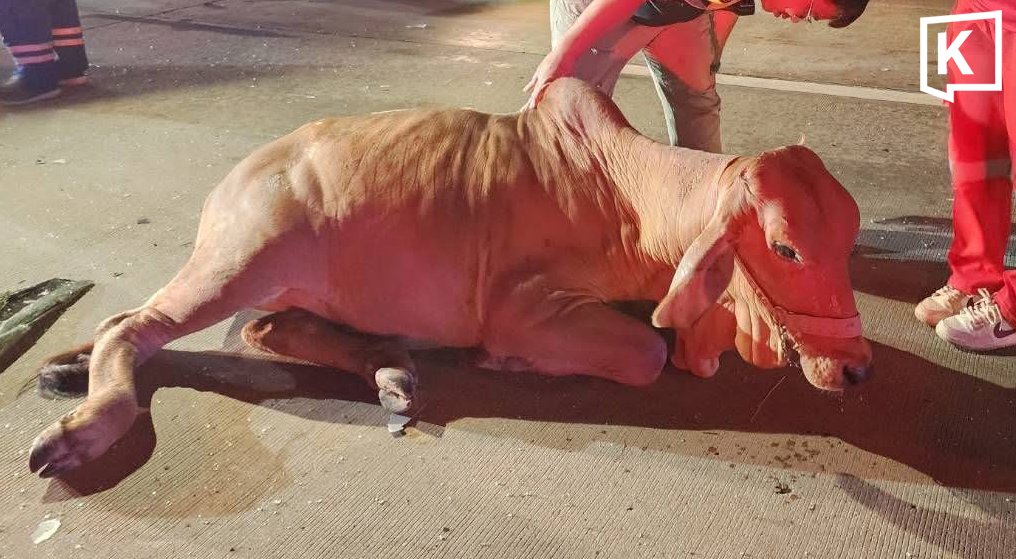 Horror-Crash in Chiang Mai: Kuh verursacht Massenunfall auf Highway