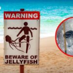 Lebensgefahr in Krabi: Hochgiftige Quallen sorgen für Badesperren Lebensgefahr in Krabi: Hochgiftige Quallen sorgen für Badesperren
