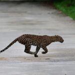 Leopard in Thailand: Spektakulärer Sprung im Nationalpark geht viral Leopard in Thailand: Spektakulärer Sprung im Nationalpark geht viral