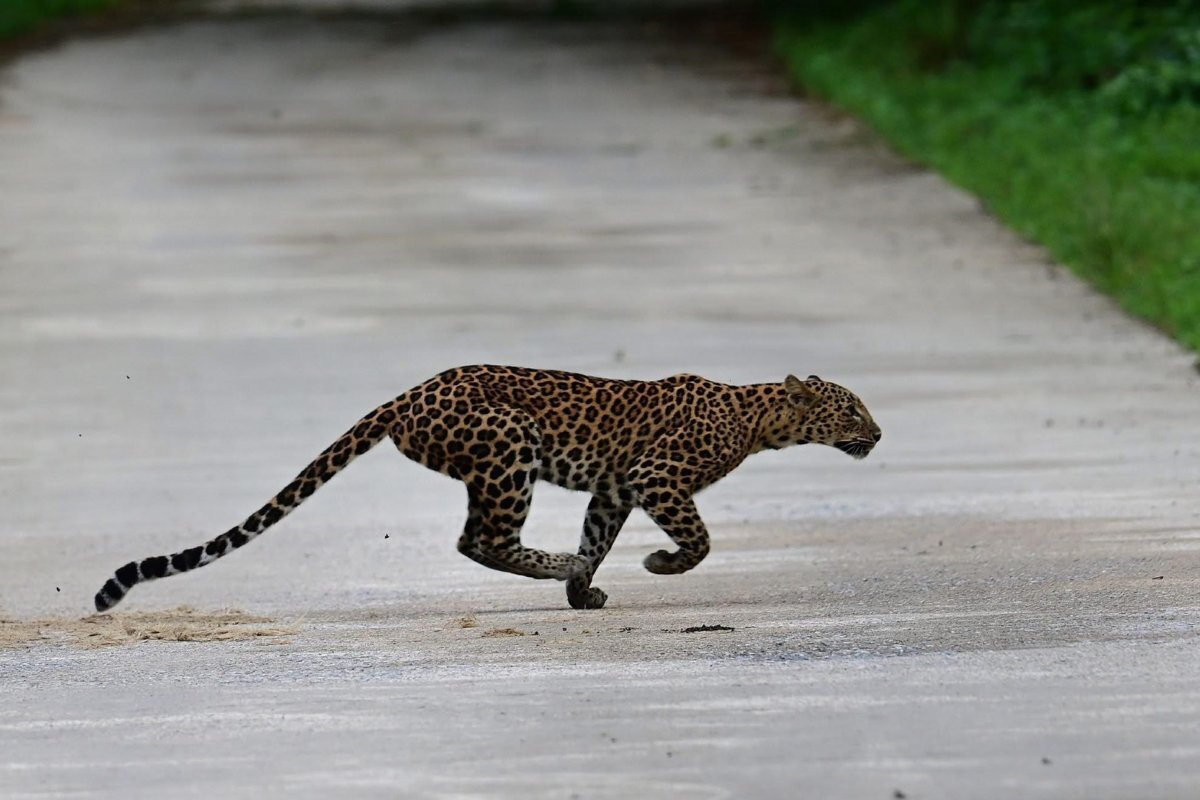 Leopard in Thailand: Spektakulärer Sprung im Nationalpark geht viral