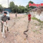 Pattaya: Riesige Schlange aus Teich gefischt