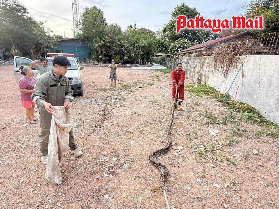 Pattaya: Riesige Schlange aus Teich gefischt