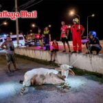 Pattaya: Stier-Chaos auf der Sukhumvit Road, Autos beschädigt