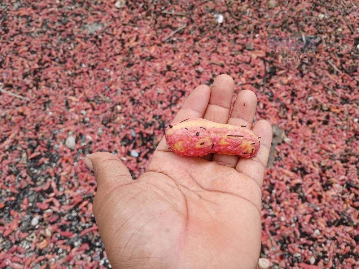 Rayongs Strände leuchten pink: Millionen Seegurken angespült