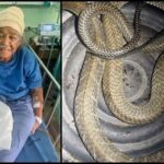 Schock auf Phuket: Cobra beißt schlafende Frau im eigenen Bett Schock auf Phuket: Cobra beißt schlafende Frau im eigenen Bett