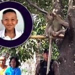 Thailand: Affe tötet 6-Jährigen Thailand: Affe tötet 6-Jährigen