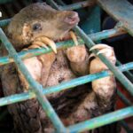 Wildtierhandel: Wo die nächste Pandemie beginnt Wildtierhandel: Wo die nächste Pandemie beginnt